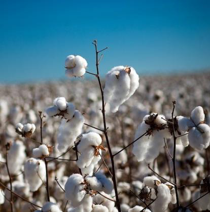 coton bio écologique