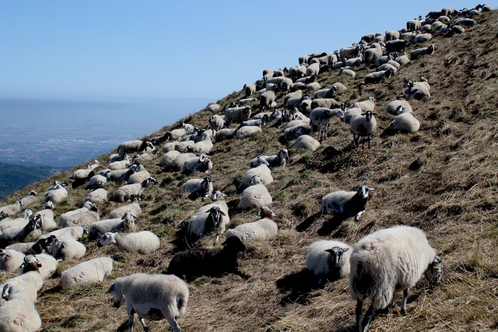 Moutons au sommet du Puy-de-dome